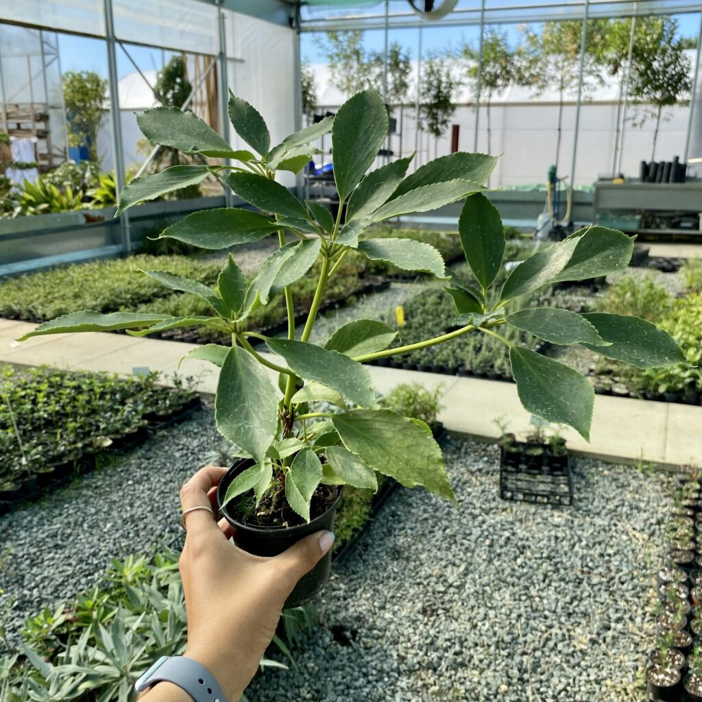 Trochodendron aralioides - Image 3