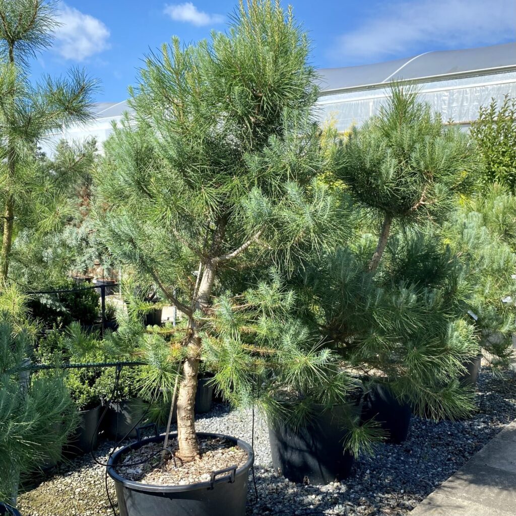 Pinus pinea - Standards - Image 3