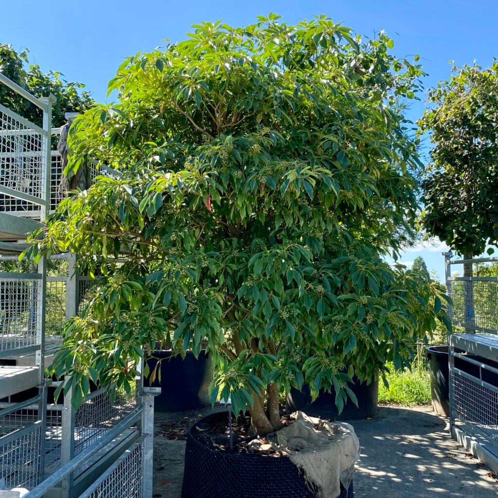 Trochodendron aralioides - Image 5