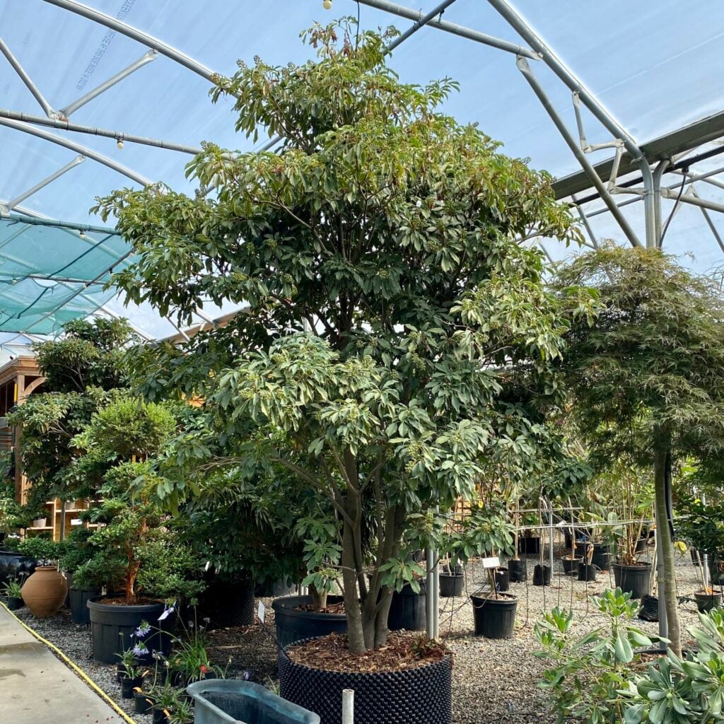 Trochodendron aralioides - Image 8