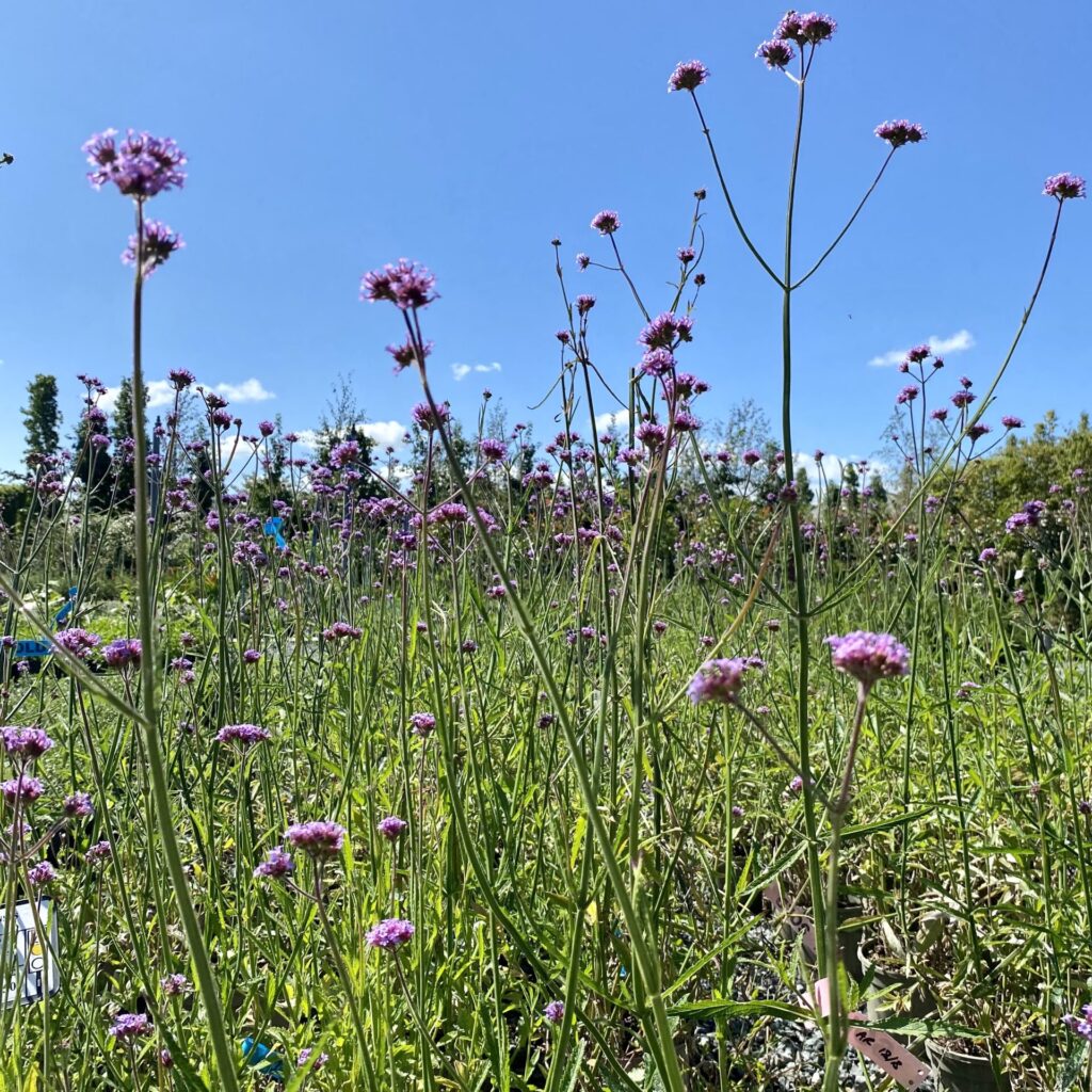 Verbena bonariensis. - Image 2