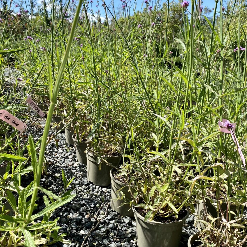 Verbena bonariensis. - Image 4