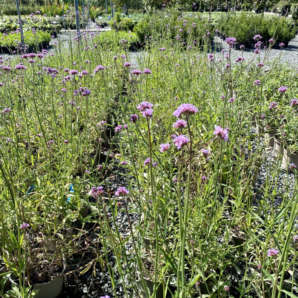 Verbena bonariensis. - Image 3