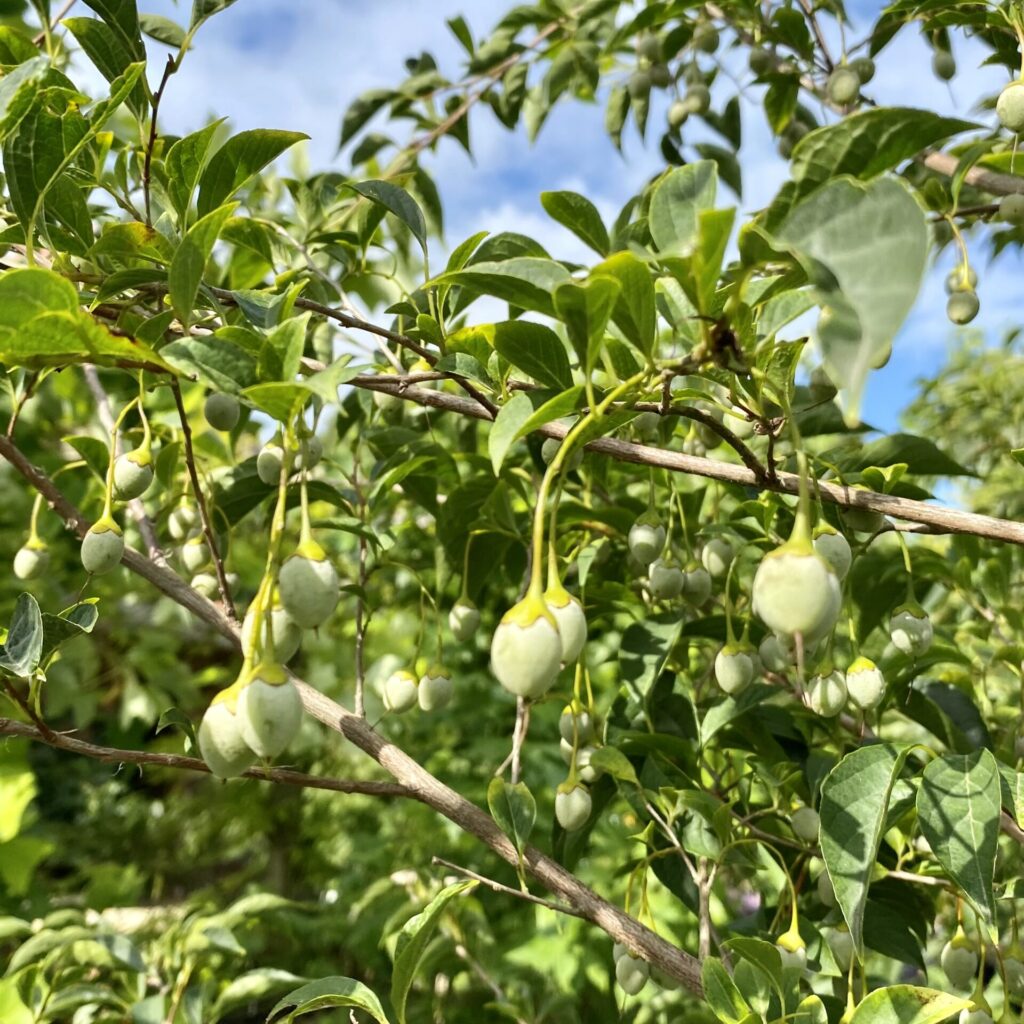 Styrax japonicus