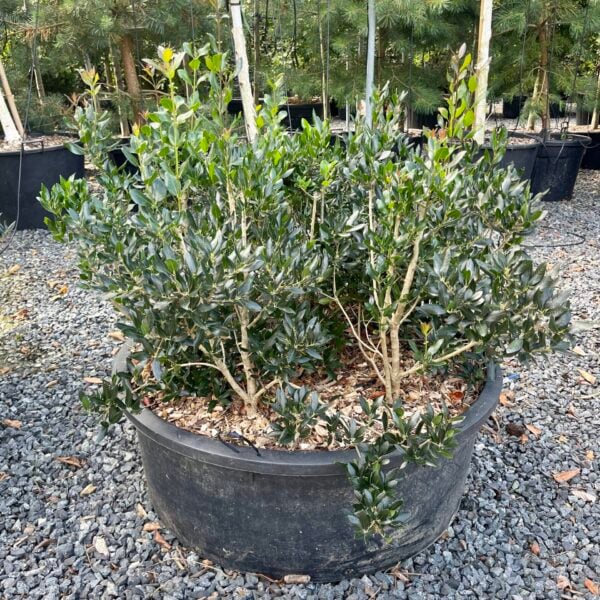 Phillyrea latifolia - Pillows (HGUK)