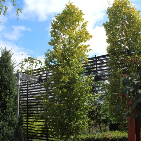 Carpinus betulus 'Frans Fontaine'