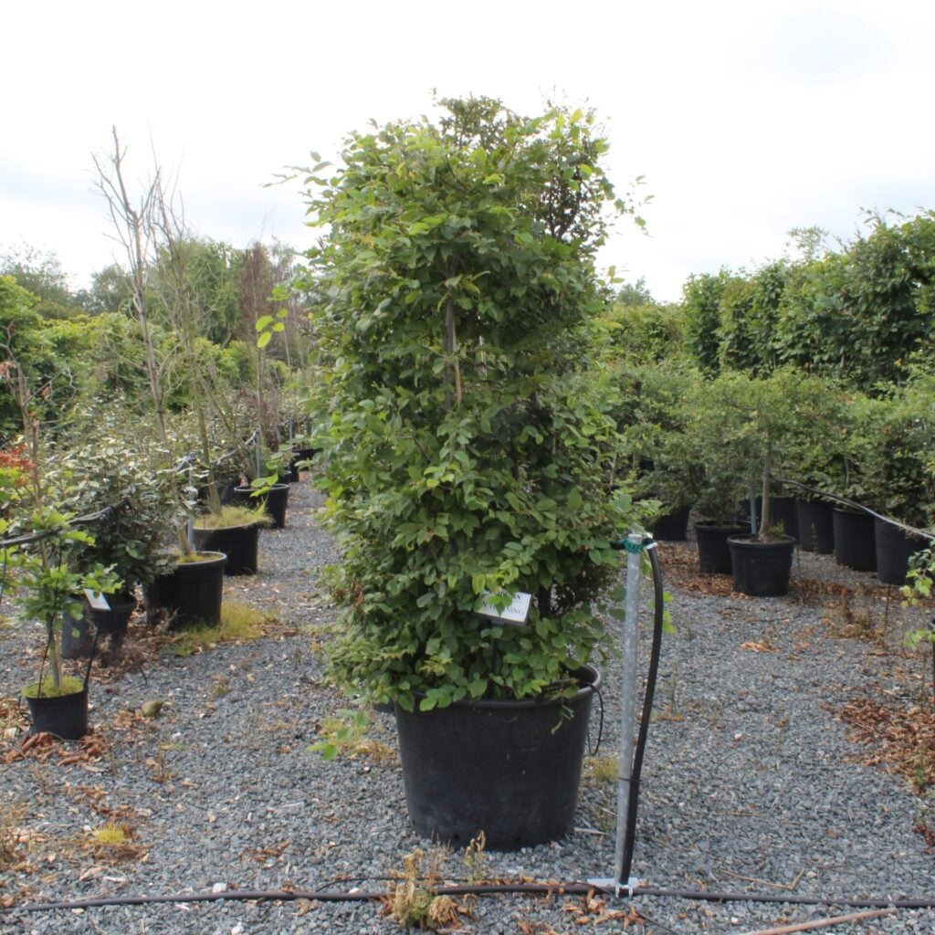 Carpinus betulus - Columns - Image 3