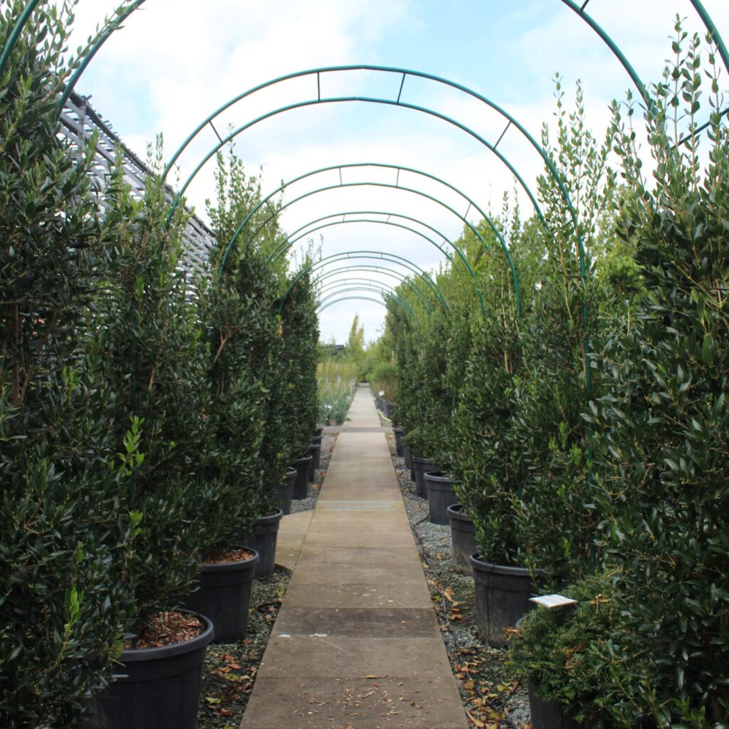Screening & Hedging Inspiration Mood Board