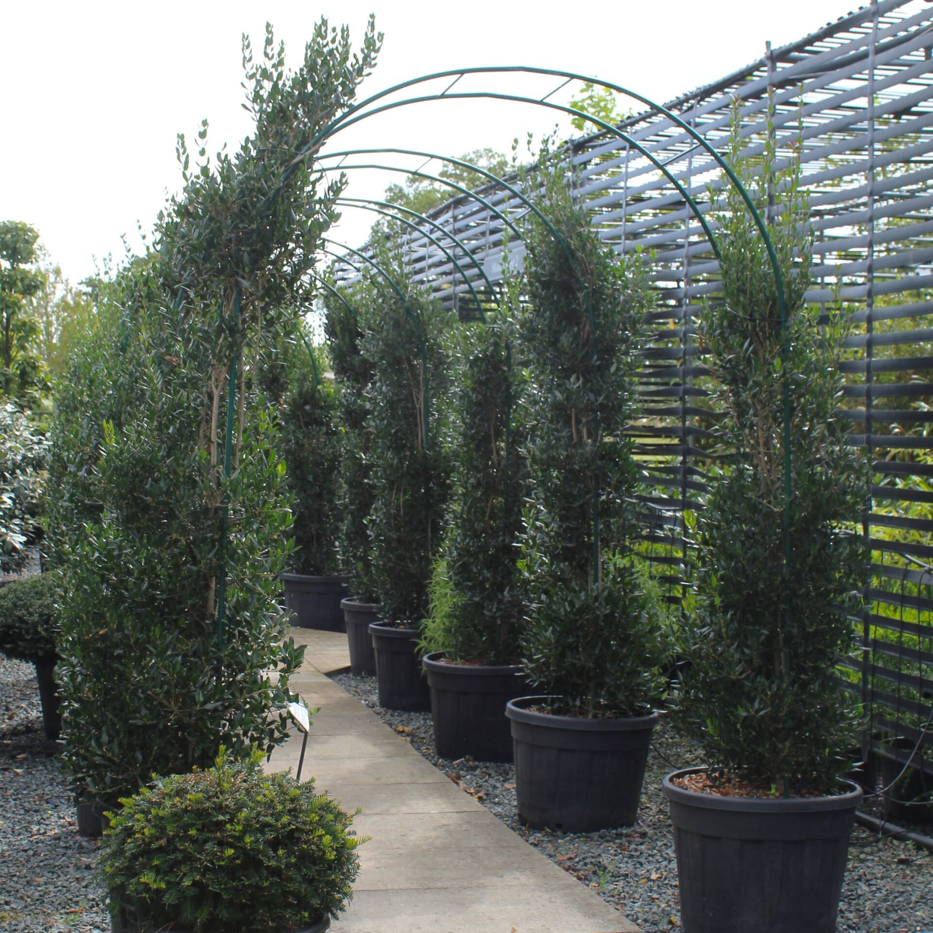 Phillyrea latifolia - Arches - Image 2