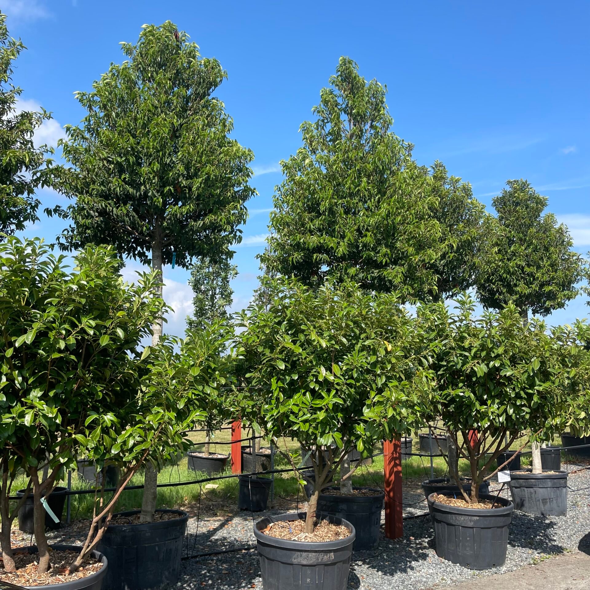 Prunus lusitanica myrtifolia - Standards - Image 3