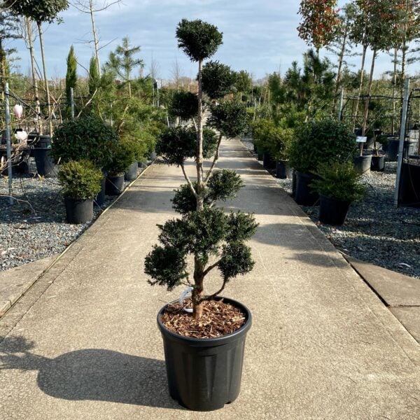 Taxus baccata - Niwaki (P2, TH1, N1, V1, BR1)
