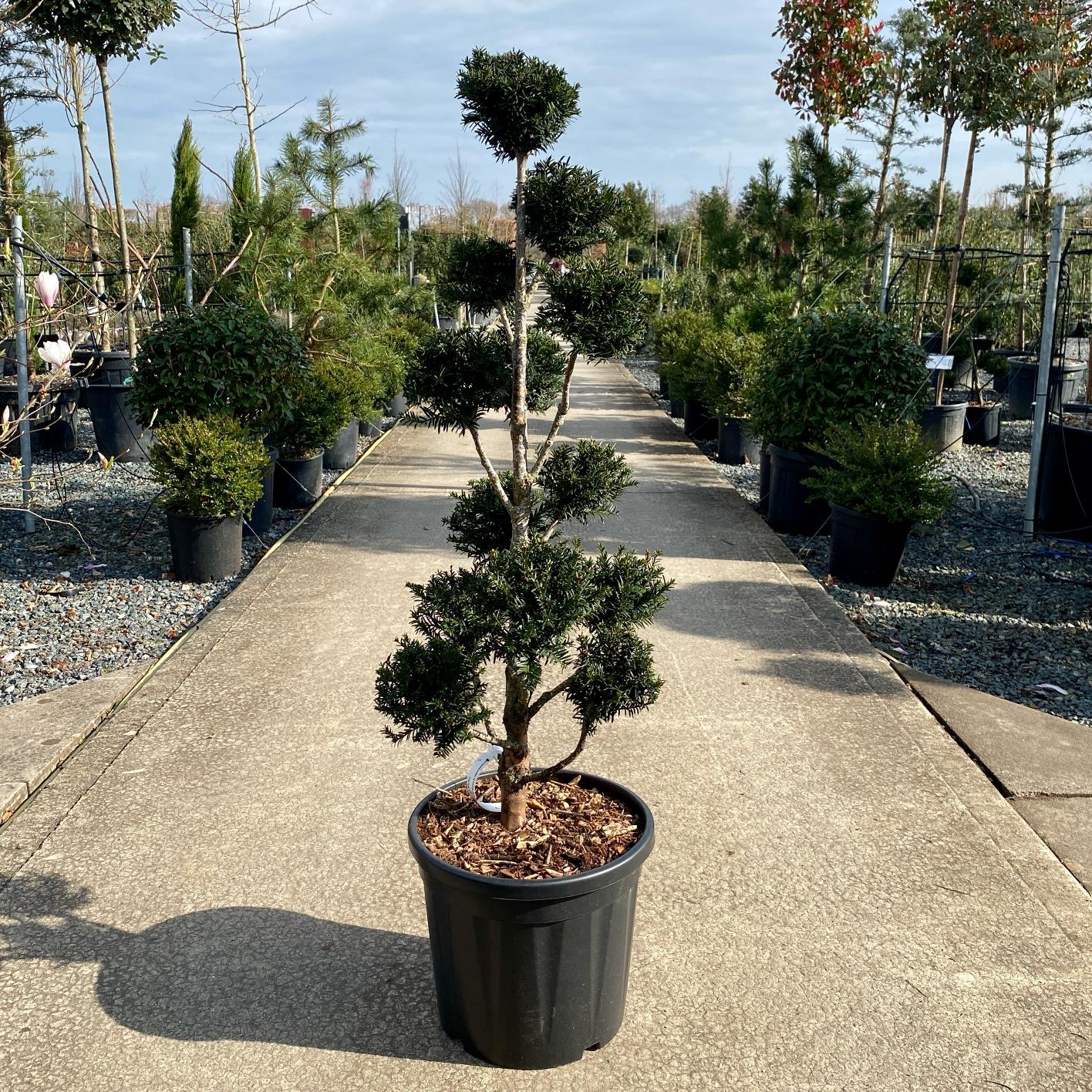 Taxus baccata - Niwaki