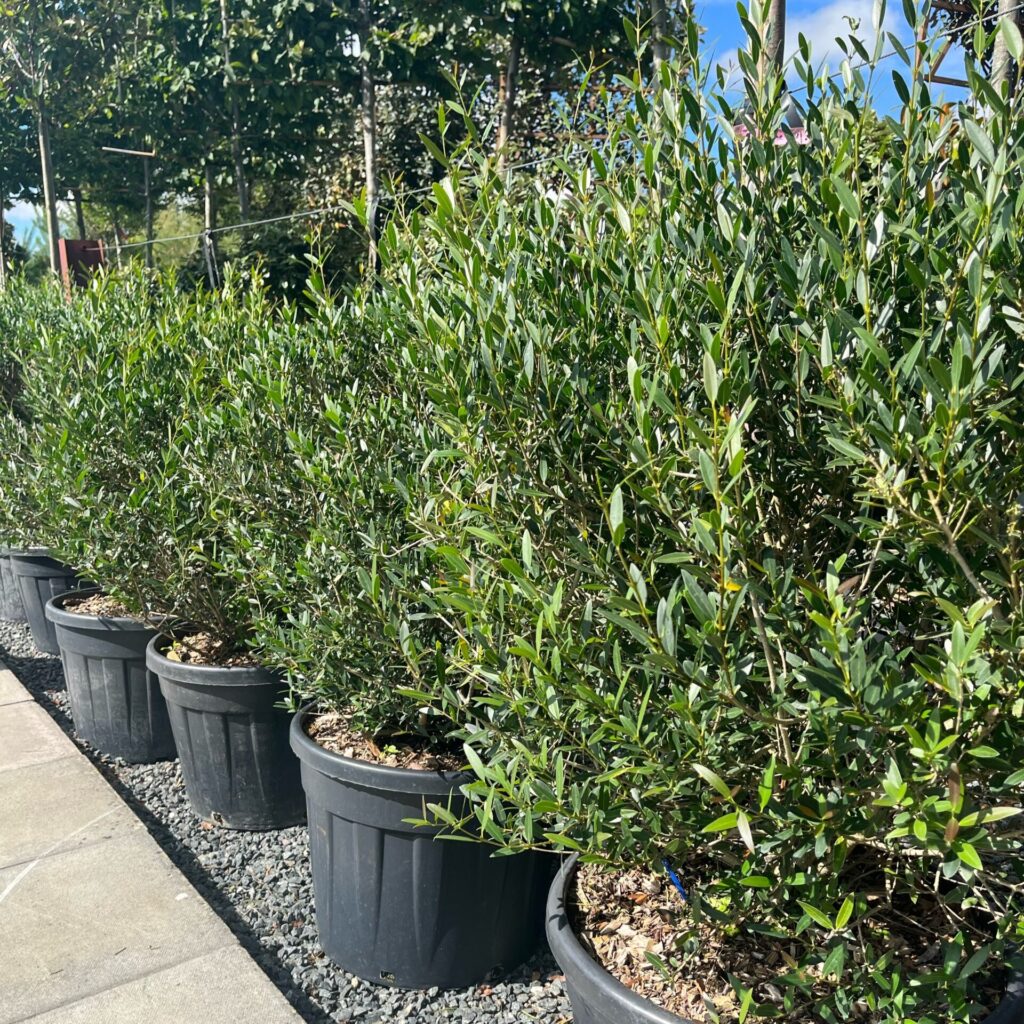 Phillyrea angustifolia - Balls - Image 2
