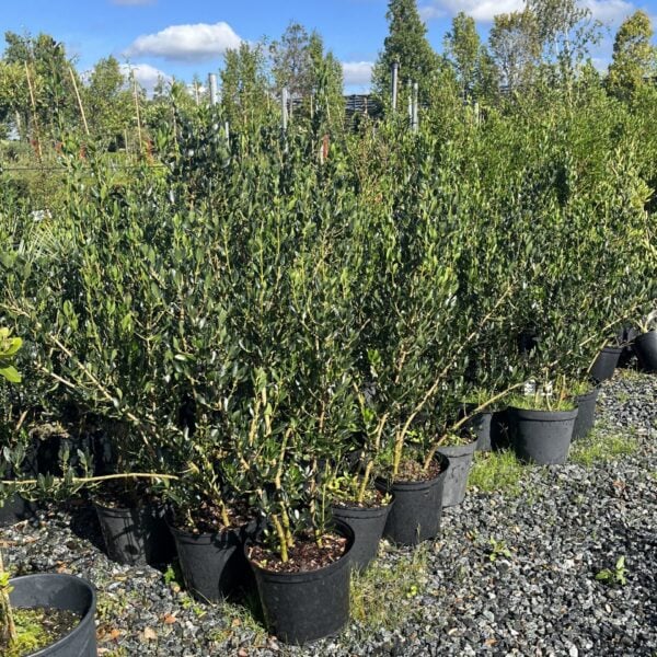 Phillyrea latifolia - Bushes (HGUK)