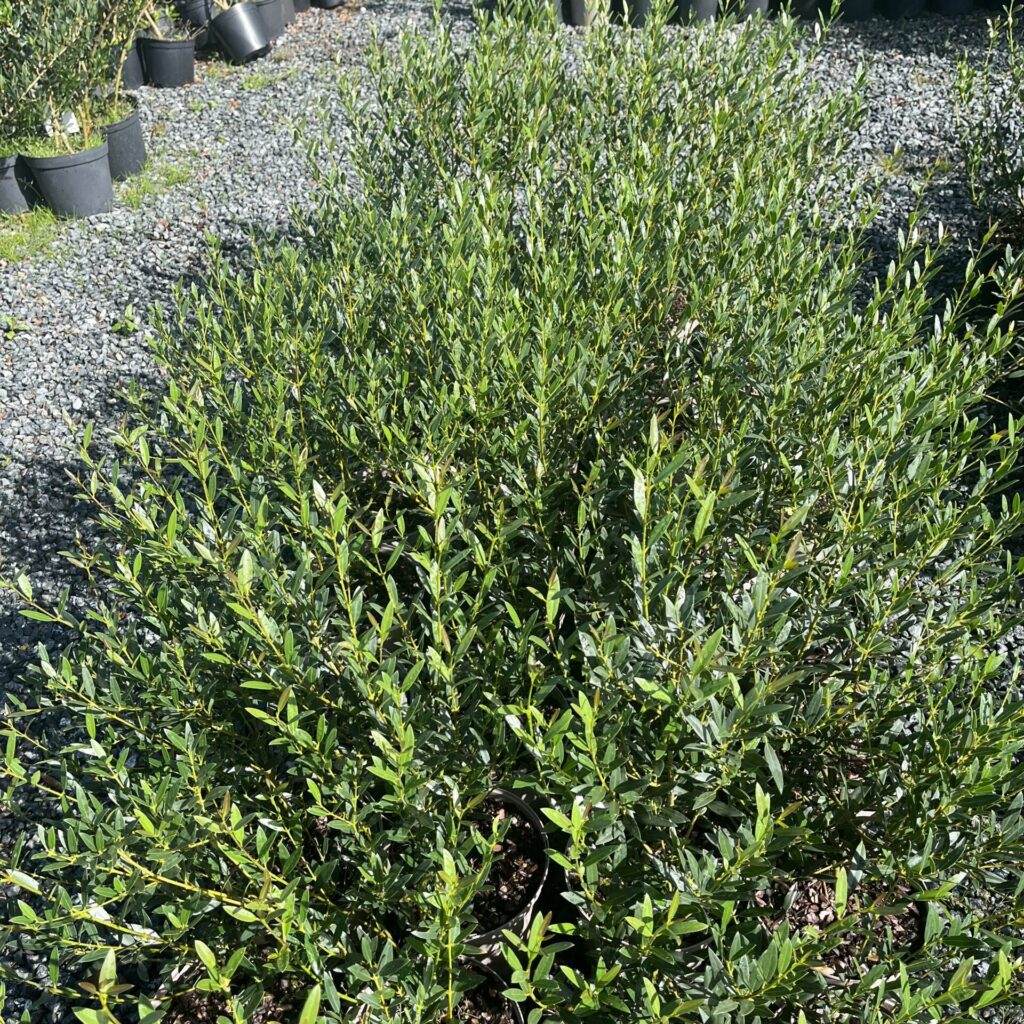 Phillyrea latifolia - Bushes - Image 2