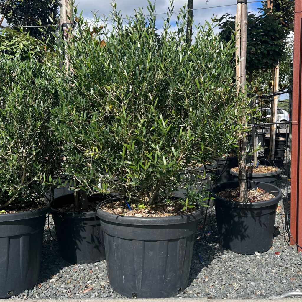 Phillyrea angustifolia - Balls
