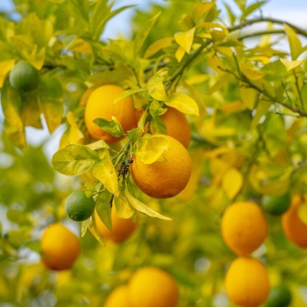 Citrus sinensis - Standards  (V1)