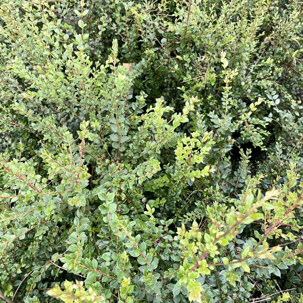 Myrtus apiculata - Standards - Image 4