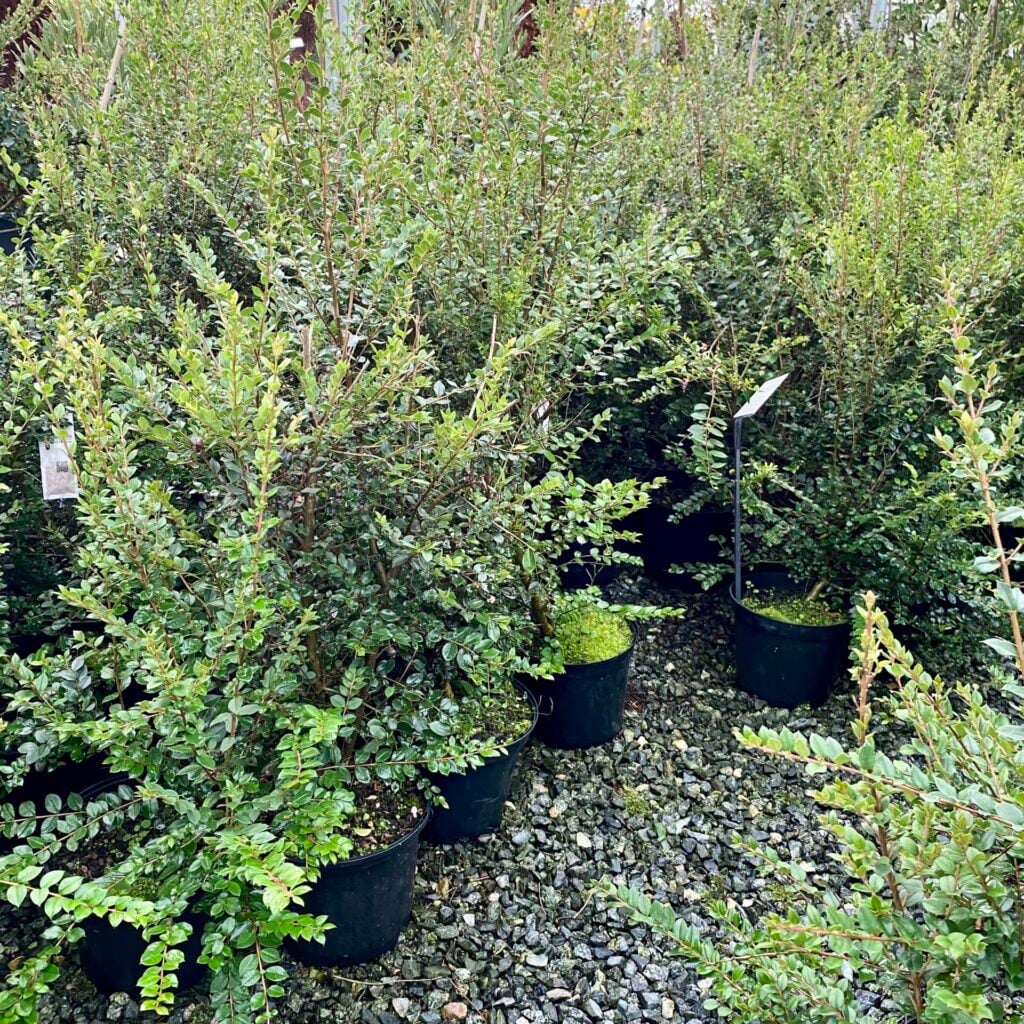 Myrtus apiculata - Standards