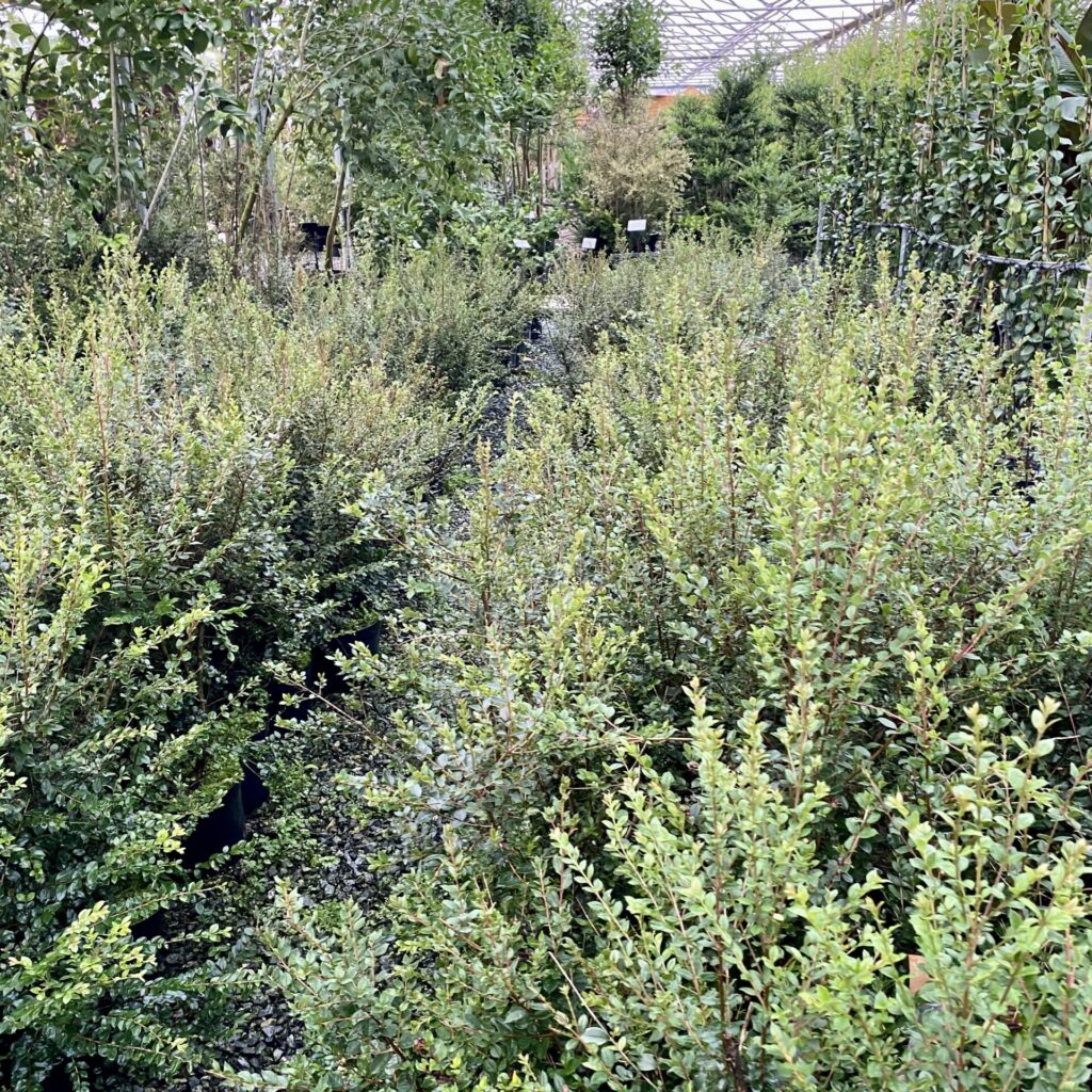 Myrtus apiculata - Standards - Image 3