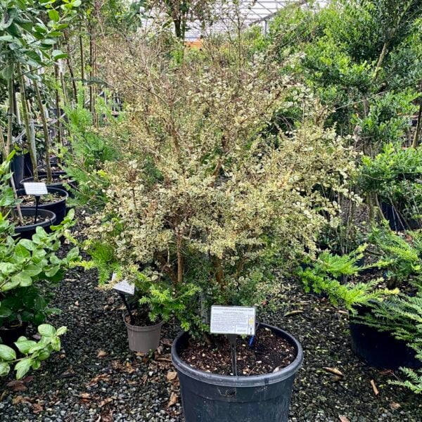 Myrtus apiculata 'Glanleam Gold' (P1).