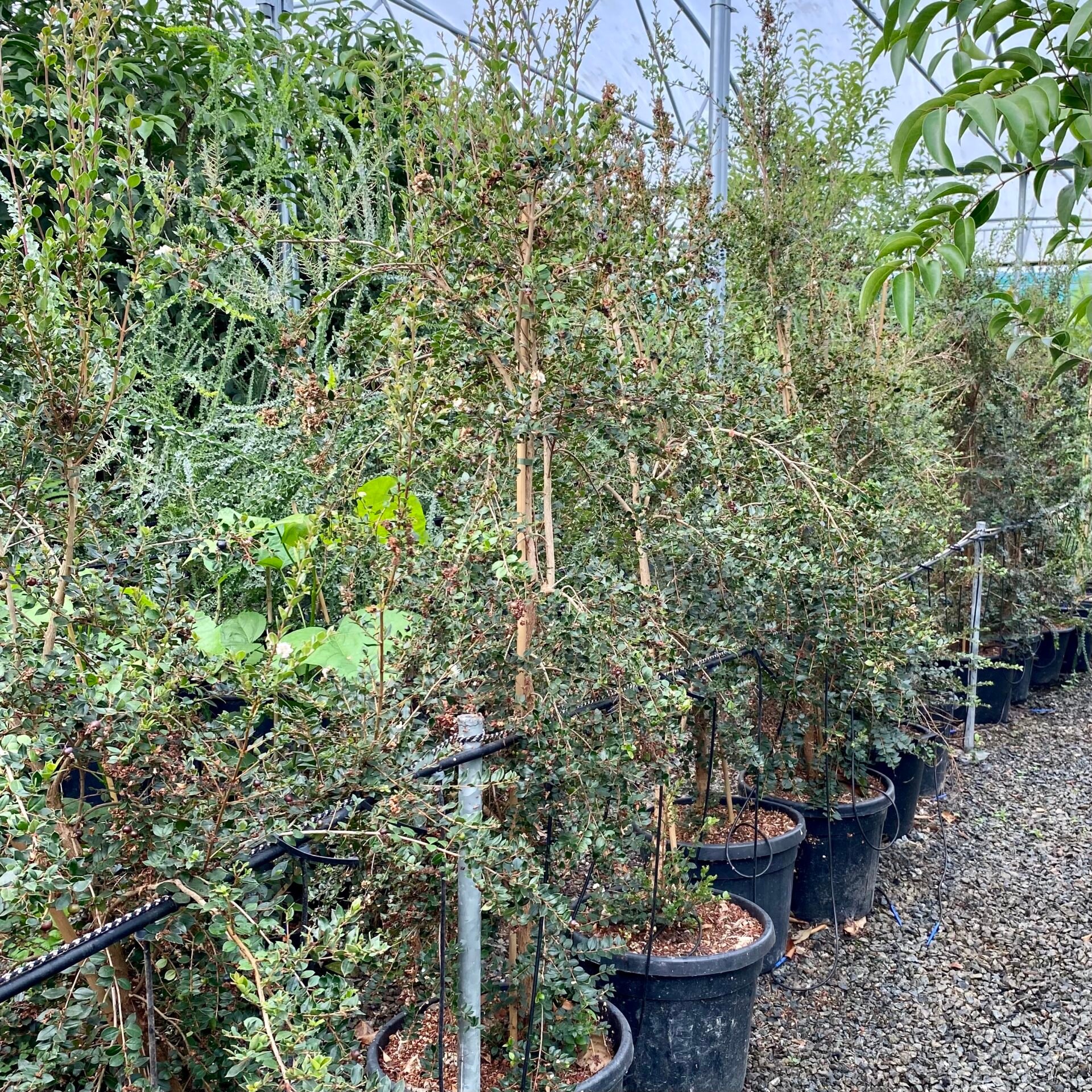 Myrtus apiculata - Multi Stems