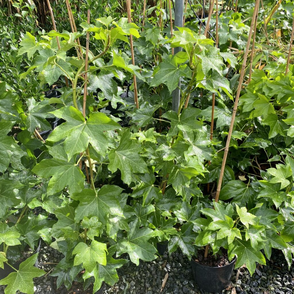 Buy Fatshedera Lizei HG Architectural Plants buy-fatshedera-lizei-hg-architectural-plants