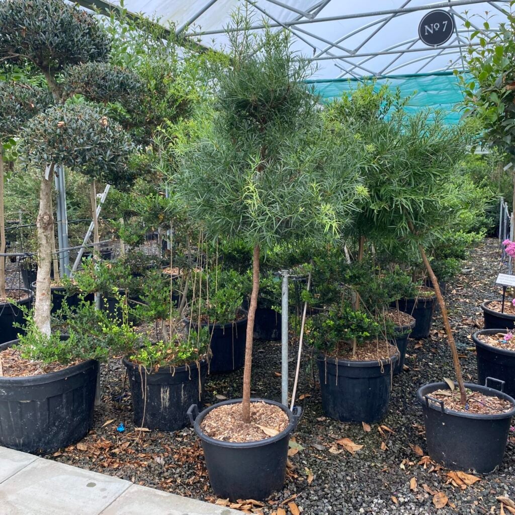 Podocarpus salignus - Standards - Image 4