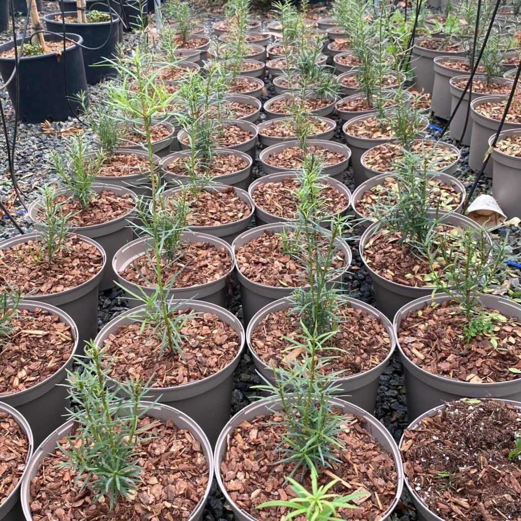Podocarpus salignus - Standards
