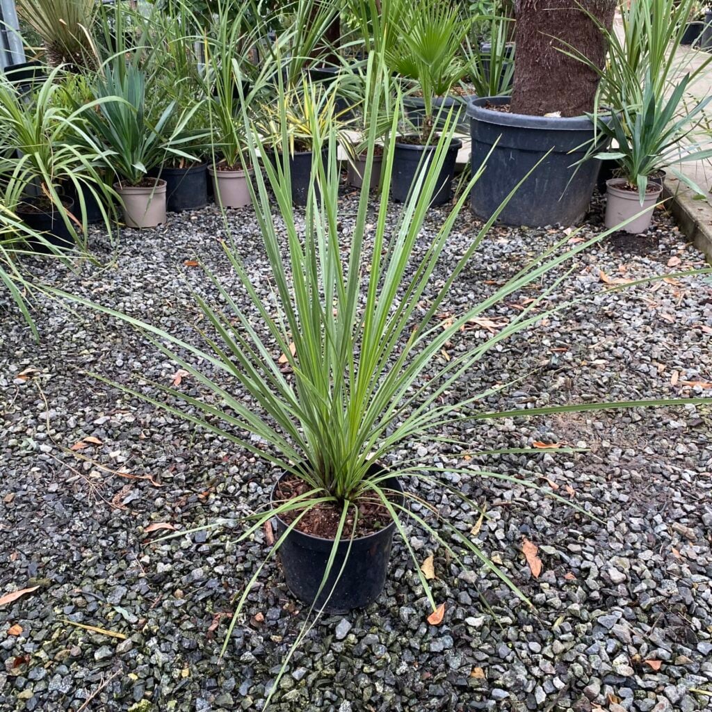 Cordyline australis - Image 8