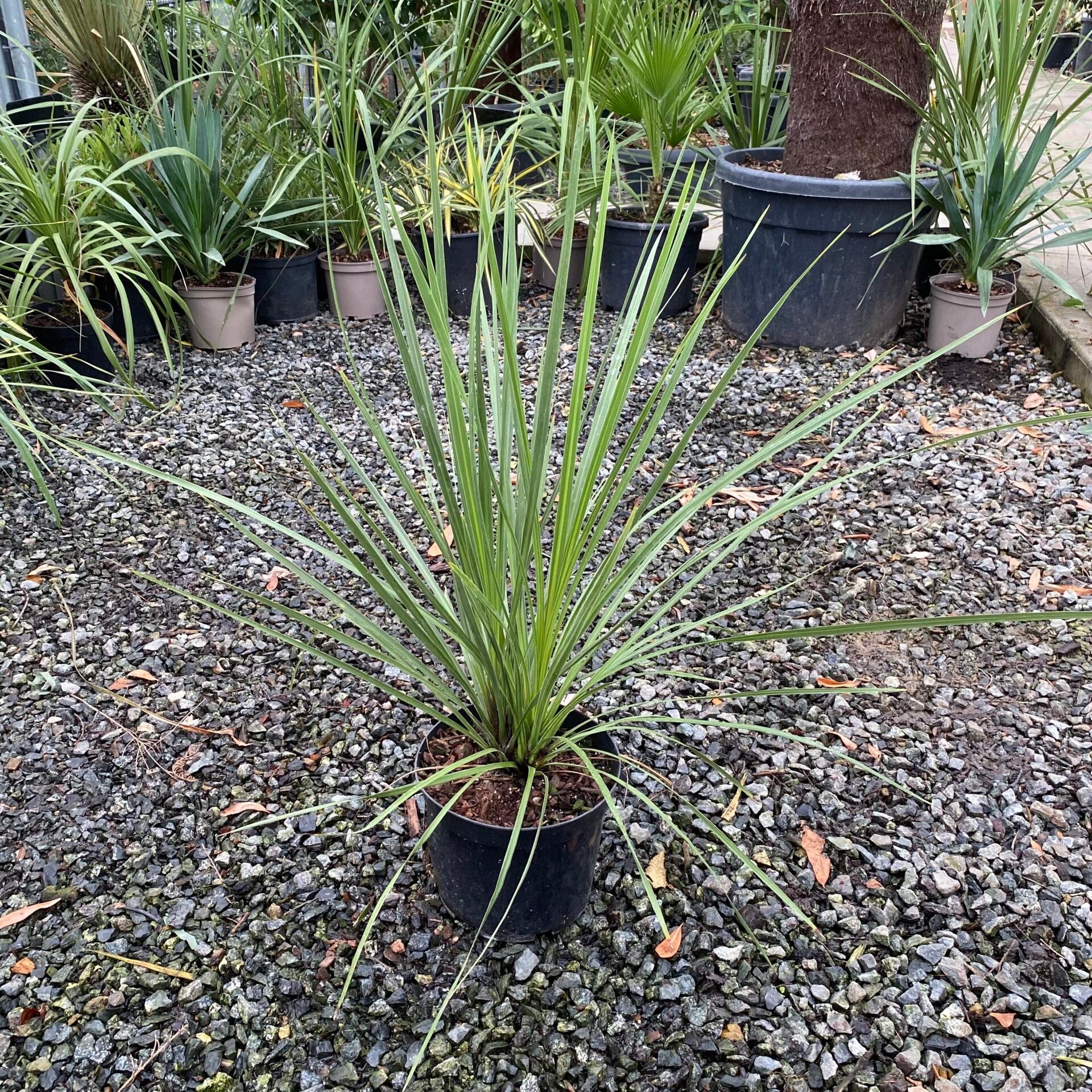 Cordyline australis . - Image 8