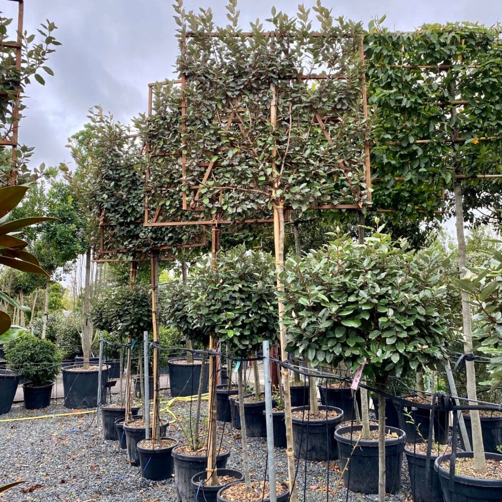 Elaeagnus x ebbingei - Pleached - Image 2
