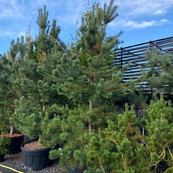 Pinus Sylvestris Rhs Buy Pinus sylvestris (Scots Pine) - Architectural Plants