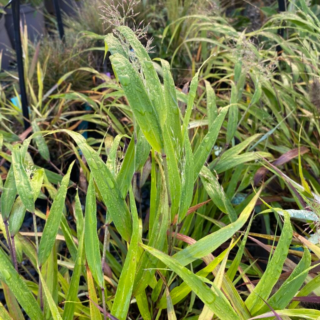 Hakonechloa macra - Image 2