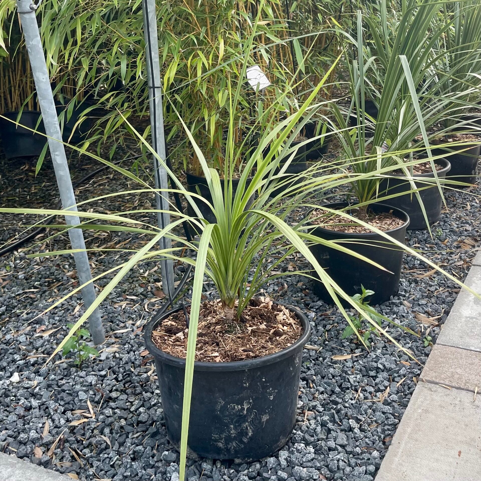 Cordyline australis . - Image 7