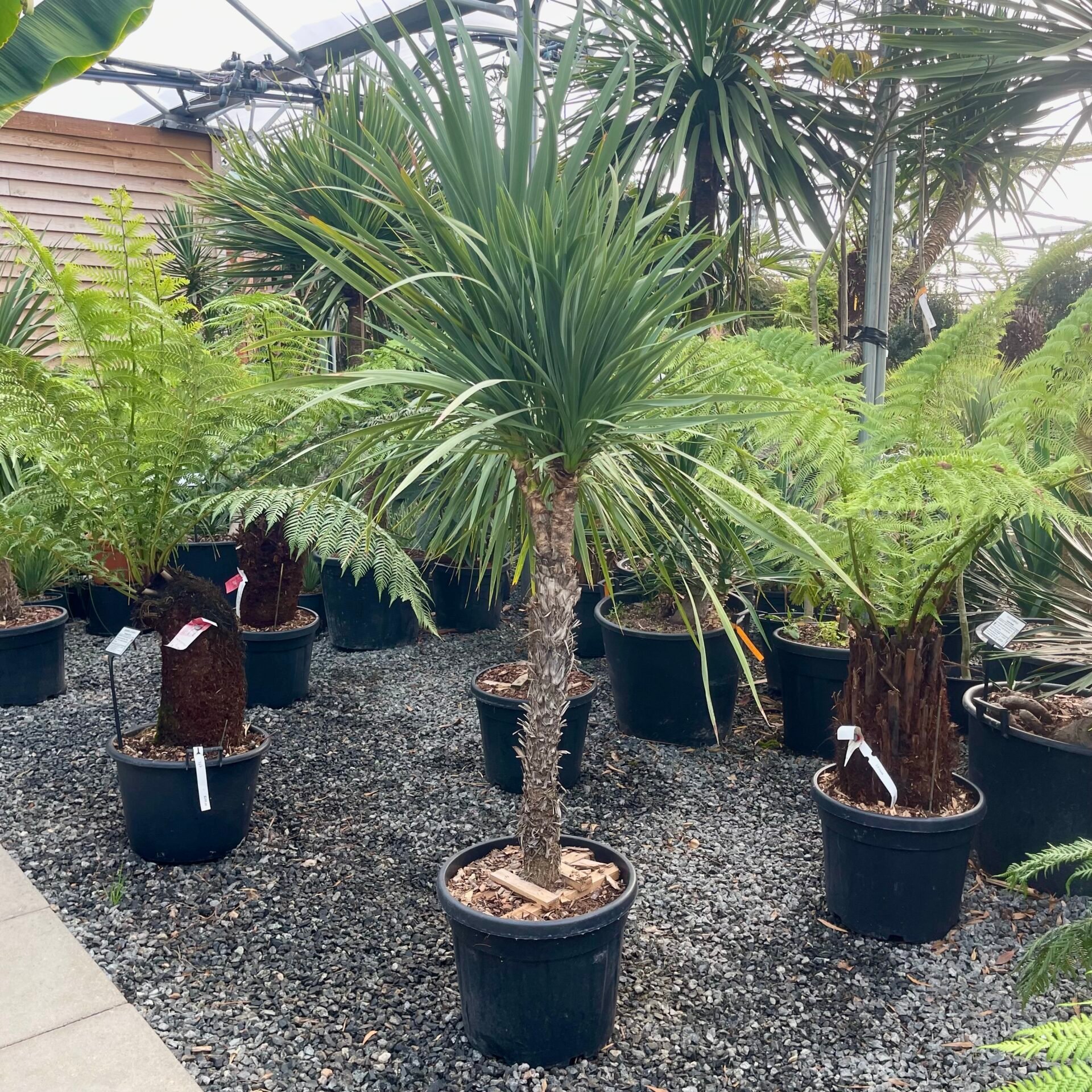 Cordyline australis . - Image 6