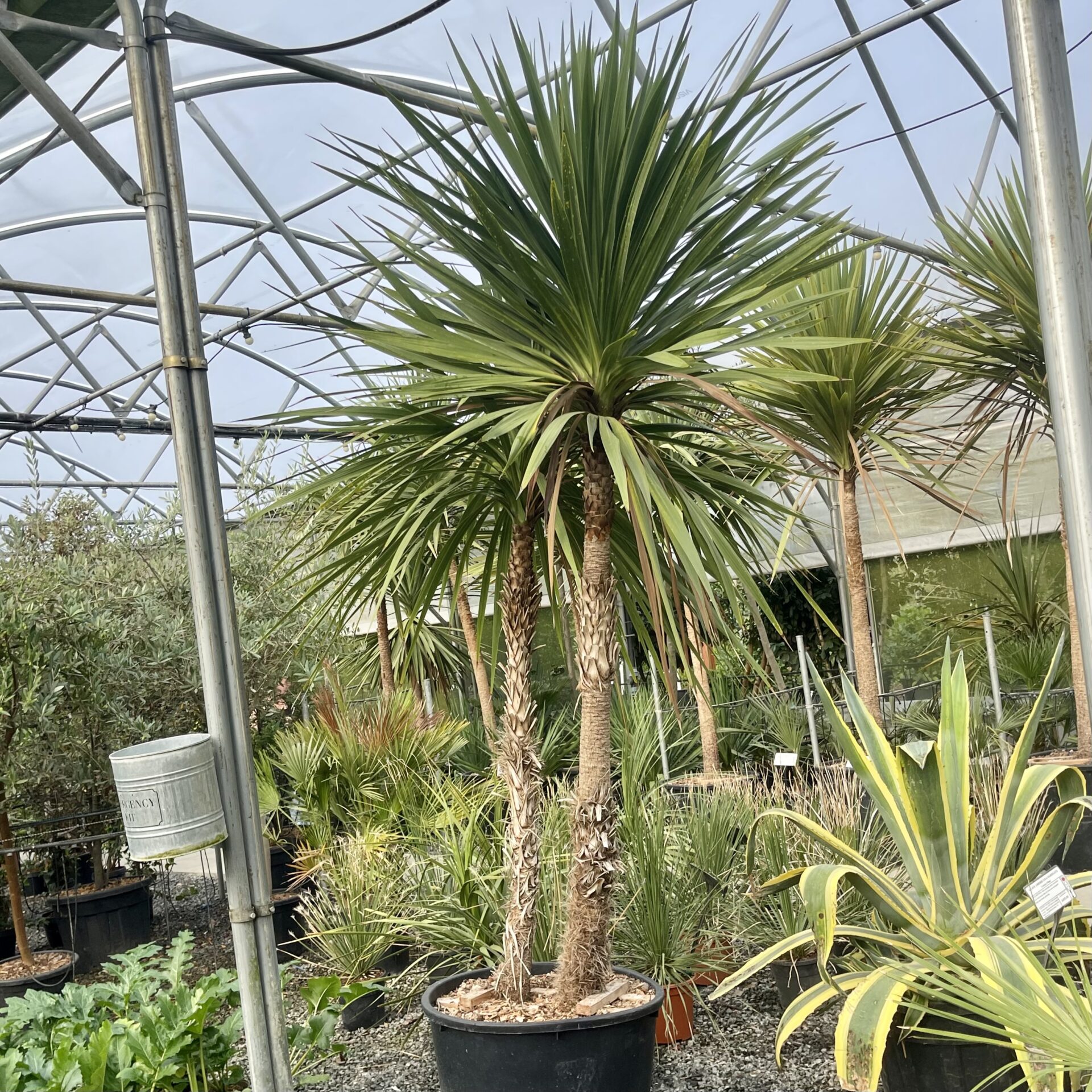 Cordyline australis