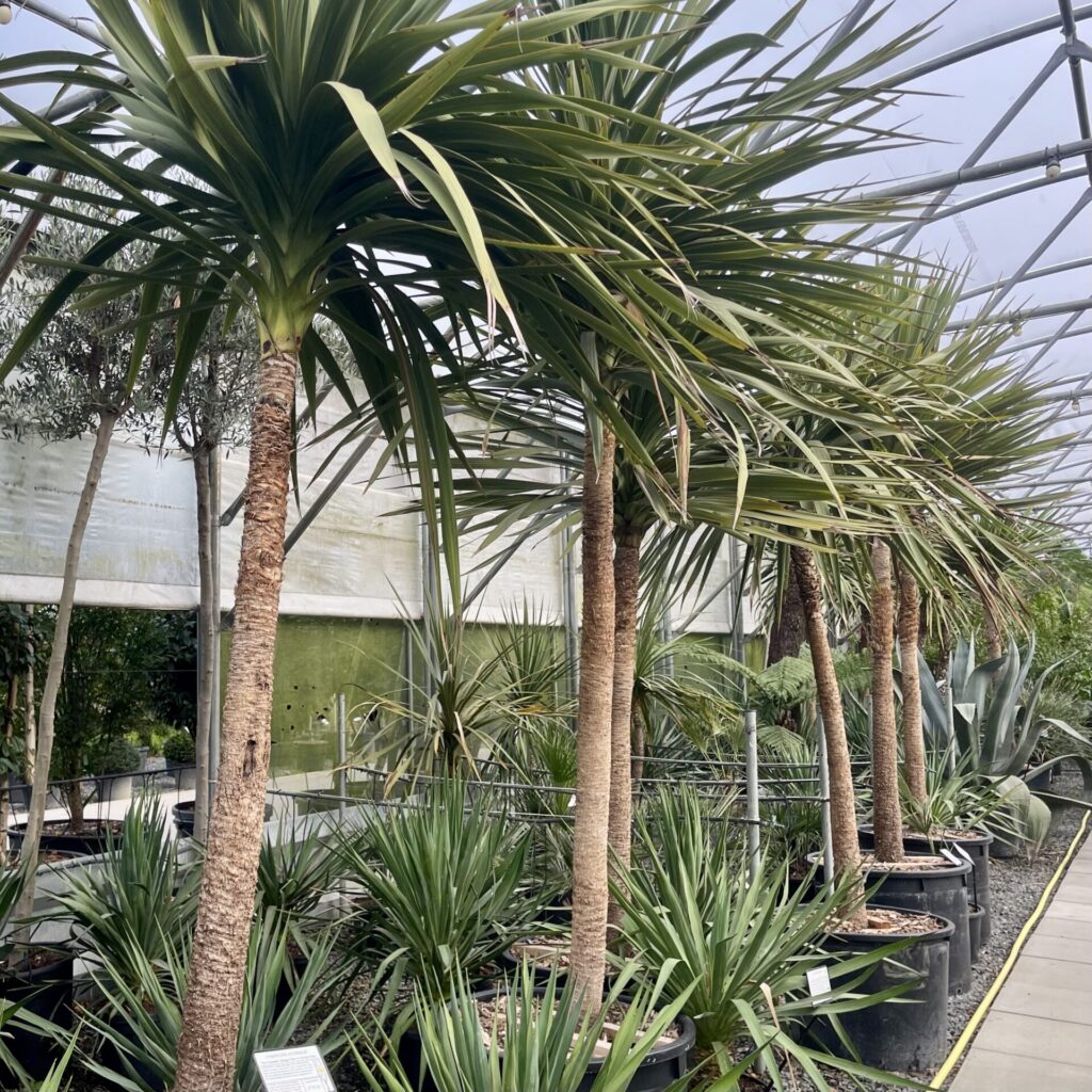 Cordyline australis (V1, HGUK).
