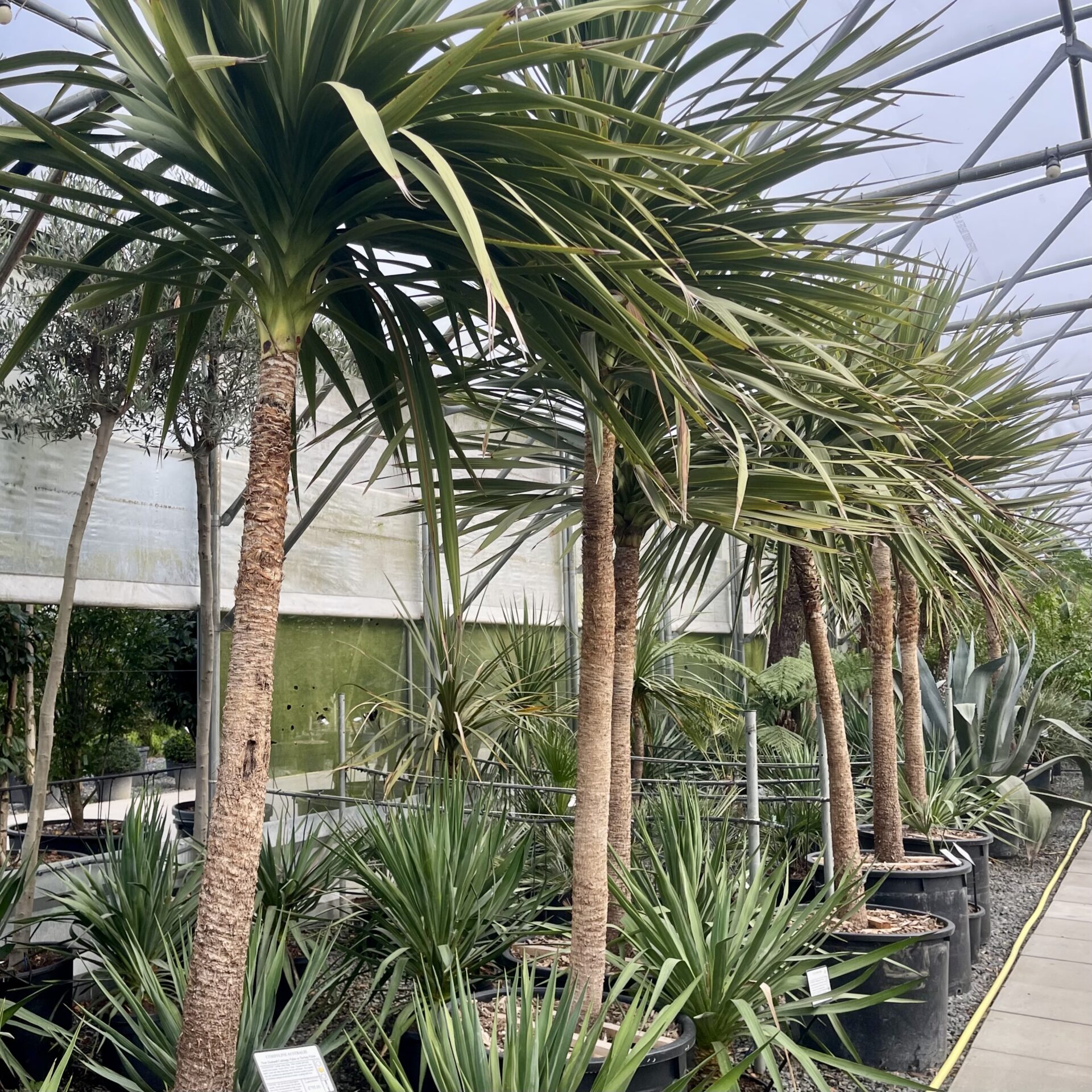 Cordyline australis . - Image 4