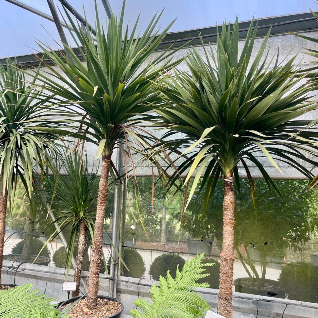 Cordyline australis - Image 2
