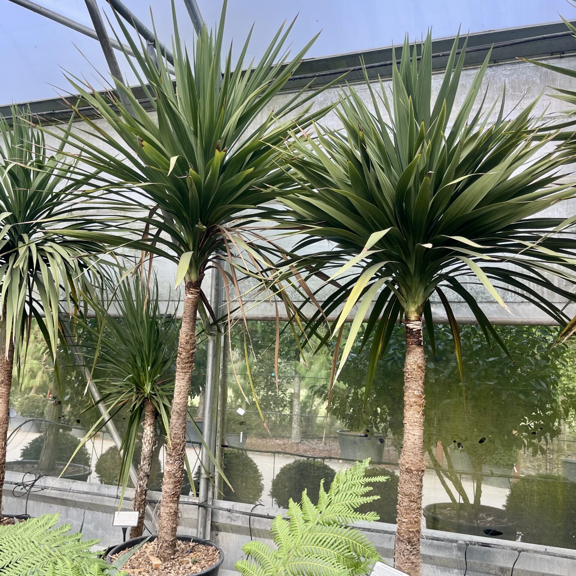 Cordyline australis . - Image 2