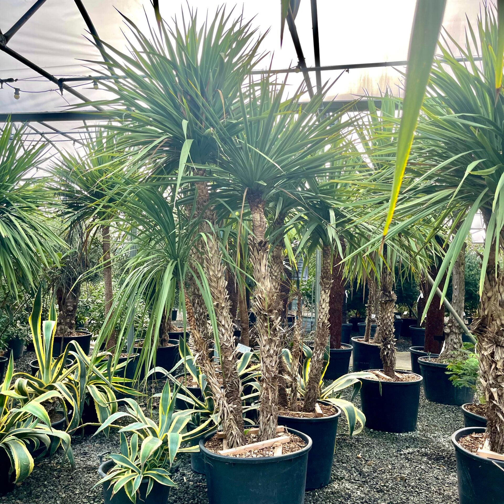 Cordyline australis . - Image 3