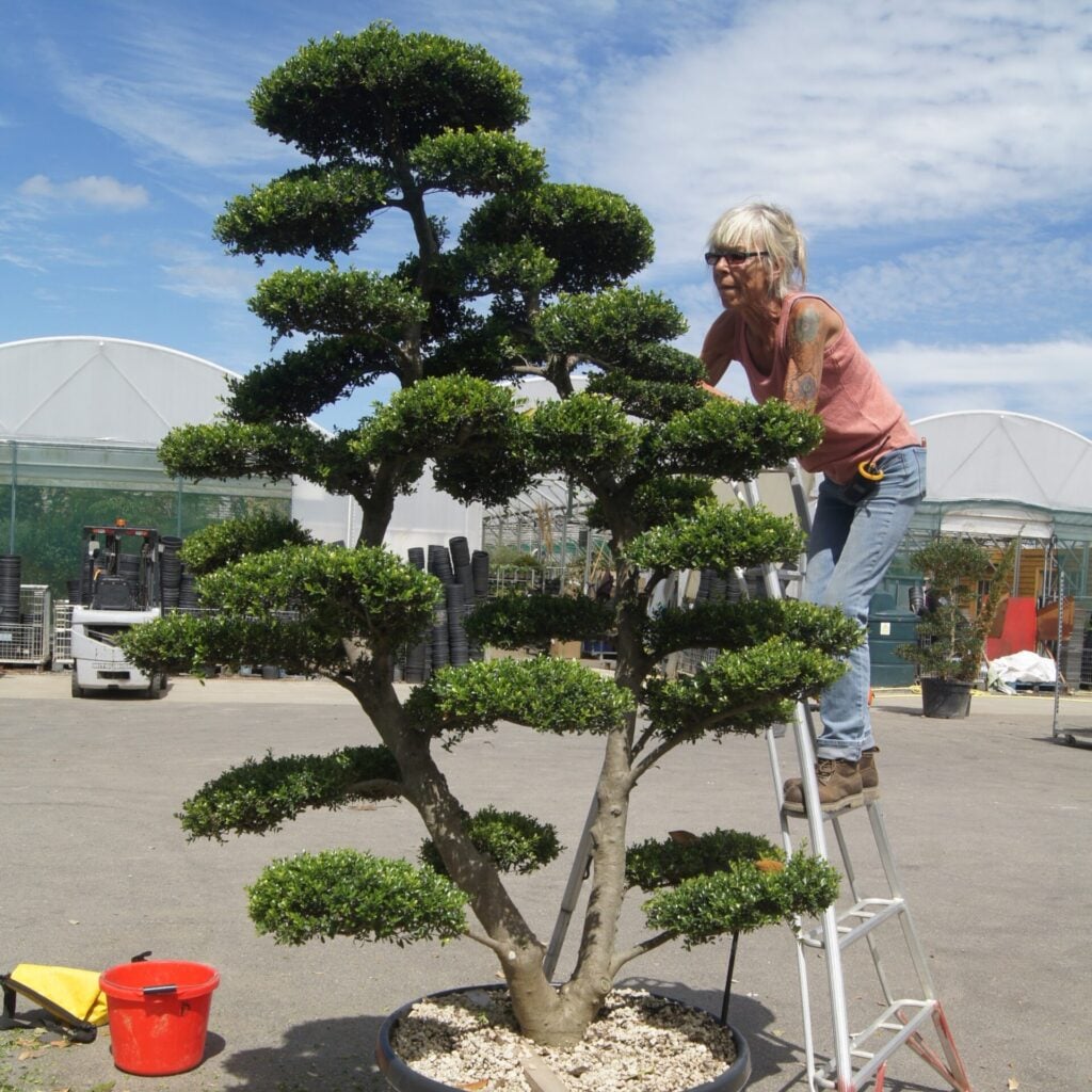 Topiary Inspiration Mood Board