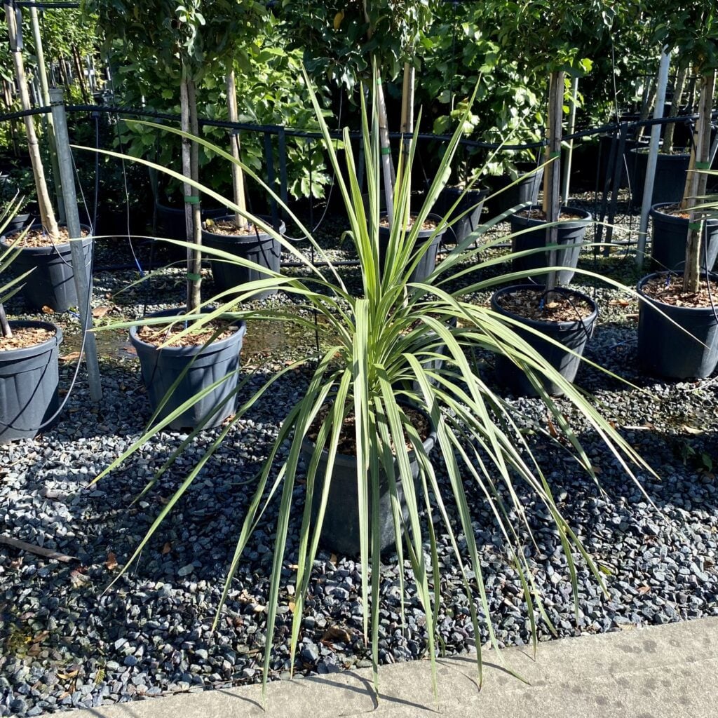 Cordyline australis - Image 5