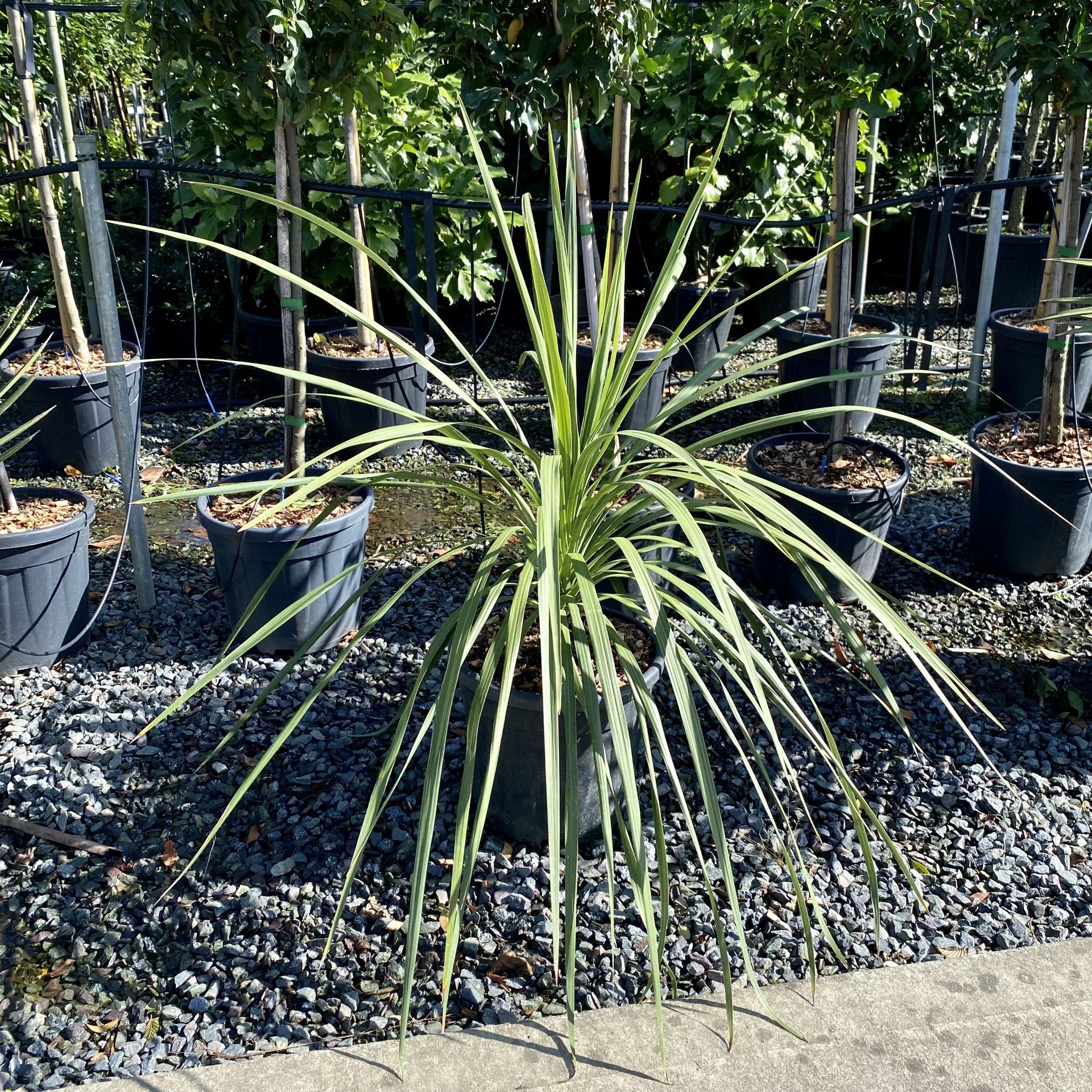 Cordyline australis . - Image 5