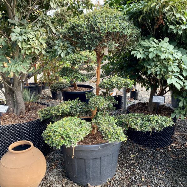 Myrtus Apiculata - Niwaki (HGUK, P1)