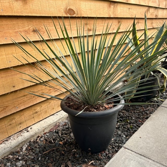 Yucca rostrata - Image 6
