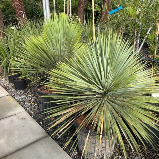 Yucca rostrata - Image 4