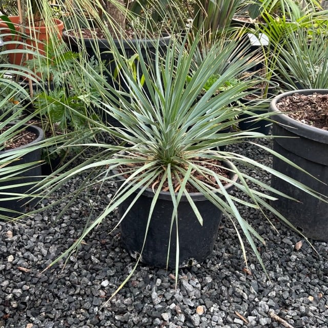 Yucca rostrata - Image 7