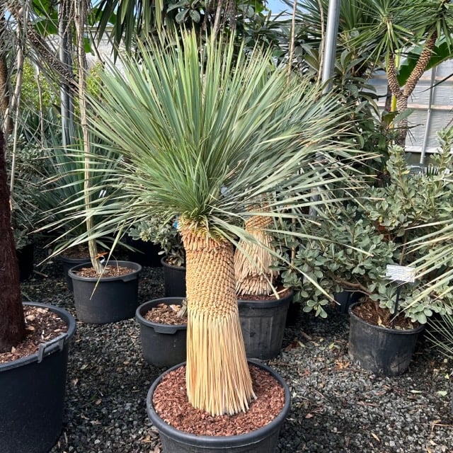 Yucca rostrata - Image 8